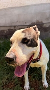 NIKA Imagen 2
